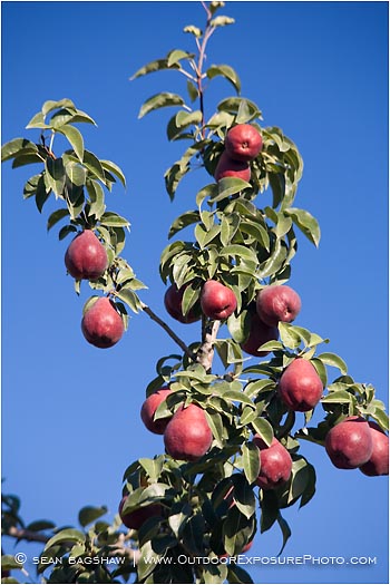Royalty Free Stock Photo: Pears 8