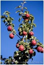 Royalty Free Stock Photo: Pears 8