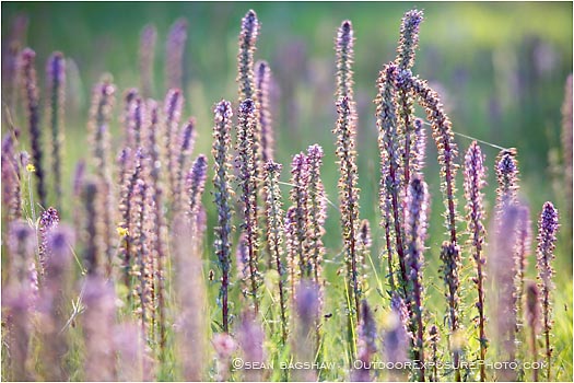 Royalty Free Stock Photo: Summer Flowers