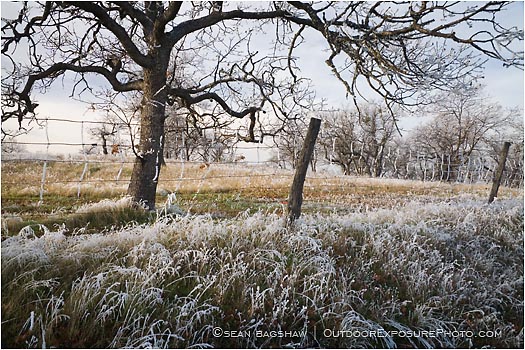 Rights Managed Stock Photo: Frosted Pasture