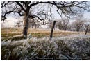 Rights Managed Stock Photo: Frosted Pasture