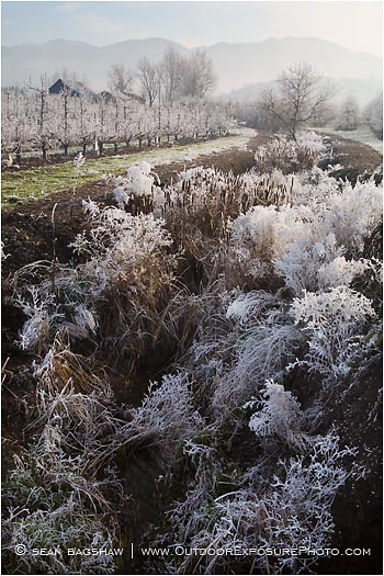 Royalty Free Stock Photo: Orchard Frost