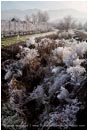 Royalty Free Stock Photo: Orchard Frost