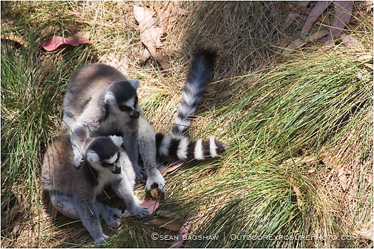 Royalty Free Stock Photo: Lemurs
