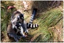 Royalty Free Stock Photo: Lemurs