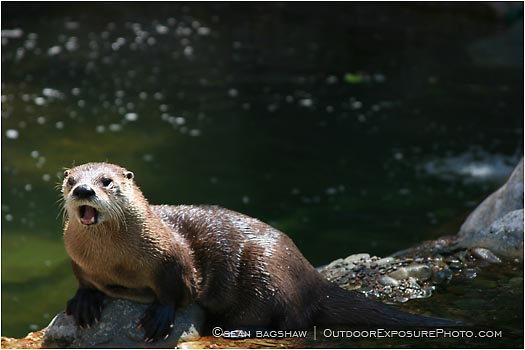 Royalty Free Stock Photo: River Otter