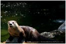 Royalty Free Stock Photo: River Otter