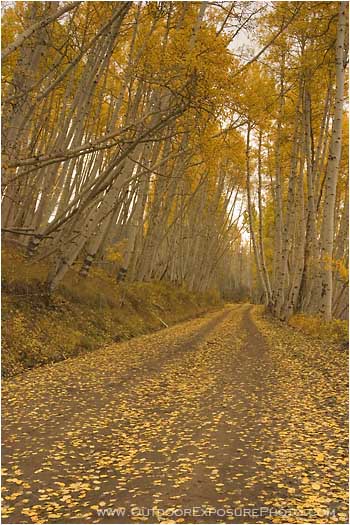 Royalty Free Stock Photo: Golden Road II
