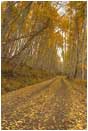 Royalty Free Stock Photo: Golden Road II