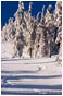 Royalty Free Stock Photo: Ski Tracks