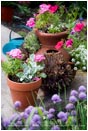 Royalty Free Stock Photo: Potted Plants 1