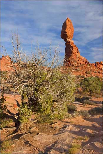 Royalty Free Stock Photo: Juniper and Balanced Rock