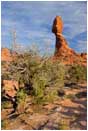Royalty Free Stock Photo: Juniper and Balanced Rock