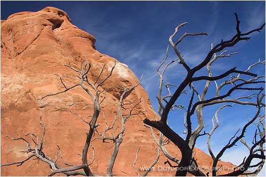Royalty Free Stock Photo: Slick Rock and Snag