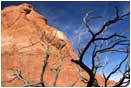 Royalty Free Stock Photo: Slick Rock and Snag