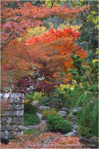 Rights Managed Stock Photo: Japanese Garden Fall