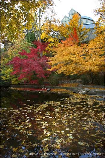 Print: Elizabethan Theater in Fall