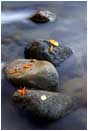 Rights Managed Stock Photo: Leaves, Rocks, Water