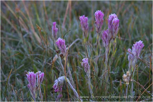 Royalty Free Stock Photo: Summer Frost