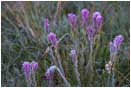 Royalty Free Stock Photo: Summer Frost