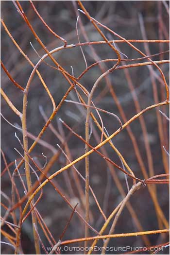 Royalty Free Stock Photo: Willow Branches