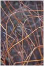 Royalty Free Stock Photo: Willow Branches