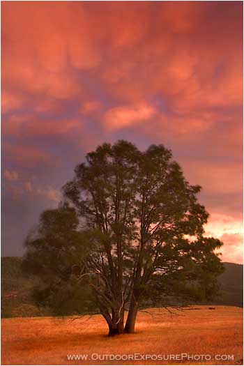 Rights Managed Stock Photo: Storm Oak