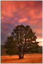 Storm Oak Print