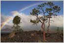 Rights Managed Stock Photo: Rainbow and Lava Pine