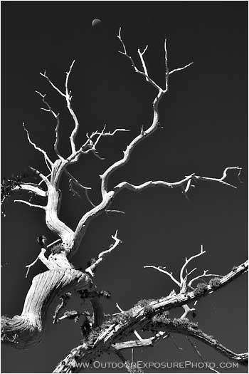 Royalty Free Stock Photo: Moon and Snag