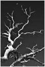 Royalty Free Stock Photo: Moon and Snag