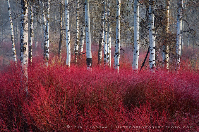 Red Willow Sea Red Willow Sea