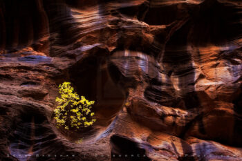 Story In Stone Print, Zion, Utah Story In Stone Print, Zion, Utah
