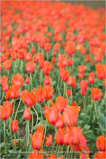 Tulips 1 Stock Image, Tulips 1 Stock Image,