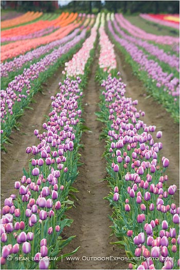 Tulips 6 Stock Image, Tulips 6 Stock Image,
