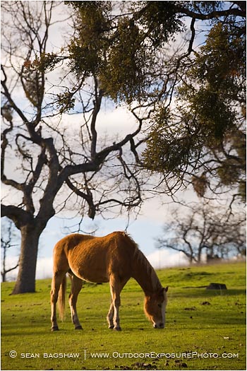 Horse 1 Stock Image, Horse 1 Stock Image,
