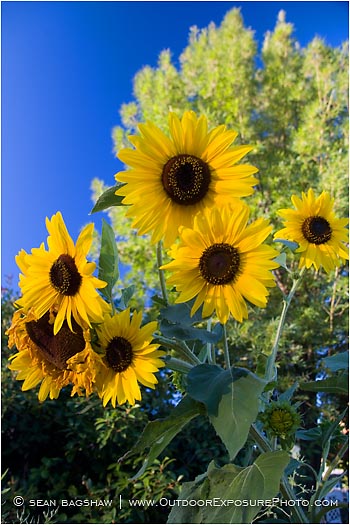 Sunflowers 3 Stock Image, Sunflowers 3 Stock Image,