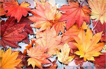 Fall’s Facade Stock Image, Oregon Fall’s Facade Stock Image, Oregon