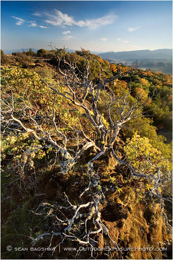 Table Rock Manzanita Stock Image, Oregon Table Rock Manzanita Stock Image, Oregon