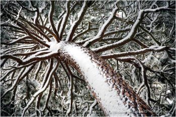 Snow Pine Stock Image, Oregon Snow Pine Stock Image, Oregon