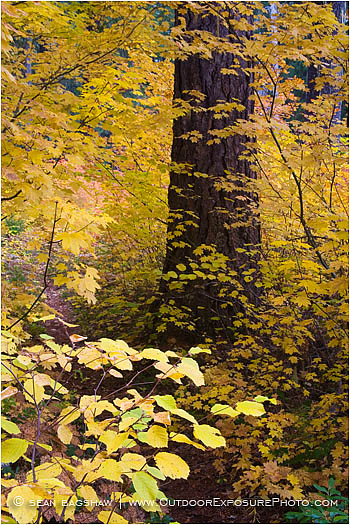 Vine Maple Along The Rogue River 4 Stock Image, Southern Oregon Vine Maple Along The Rogue River 4 Stock Image, Southern Oregon