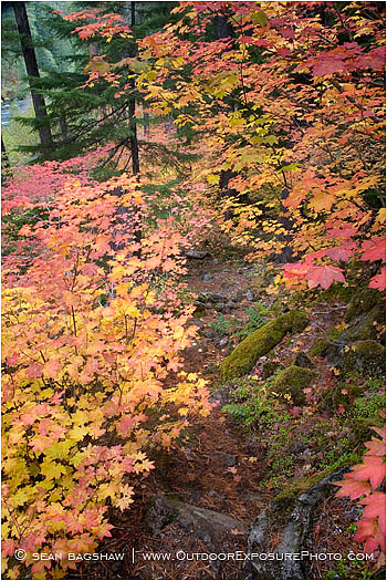 Vine Maple Along The Rogue River 5 Stock Image, Southern Oregon Vine Maple Along The Rogue River 5 Stock Image, Southern Oregon