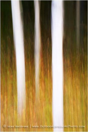 Aspen Impressions IV Stock Image, Montana Aspen Impressions IV Stock Image, Montana