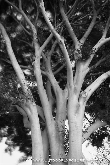Interlocking Trunks Stock Image, Hawaii Interlocking Trunks Stock Image, Hawaii