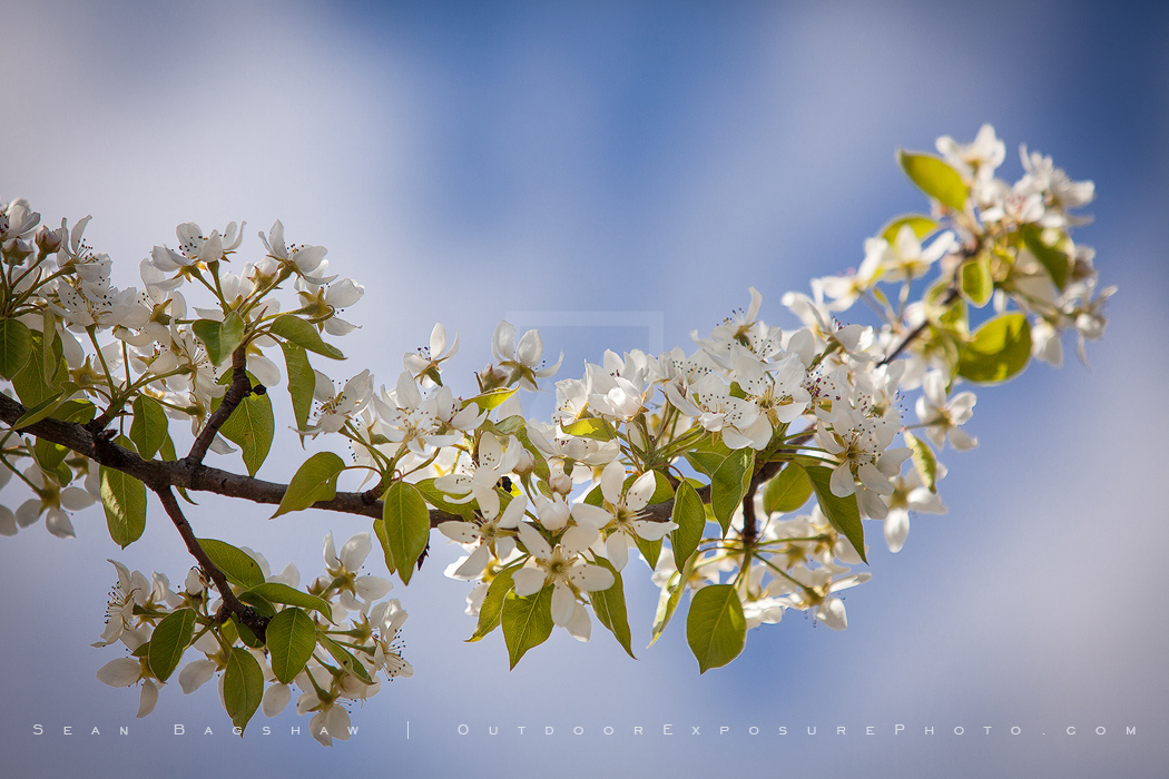 Pear Trees in Spring Stock Image, Oregon Pear Trees in Spring Stock Image, Oregon