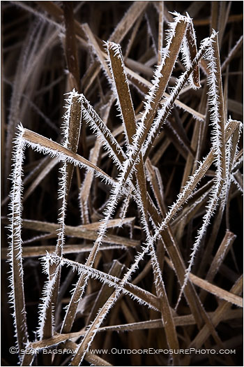 Frost Fringe Stock Image, oregon Frost Fringe Stock Image, oregon