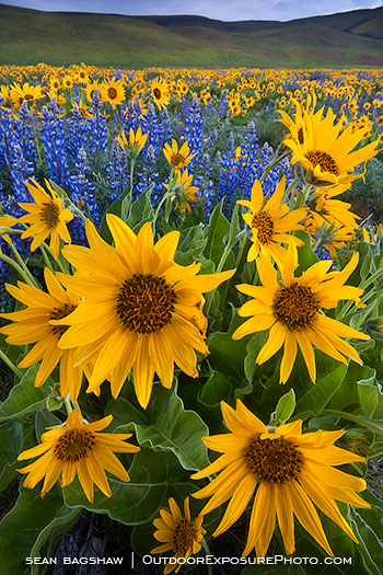 Earth Bound Sun Stock Image, Columbia Gorge, Washington Earth Bound Sun Stock Image, Columbia Gorge, Washington