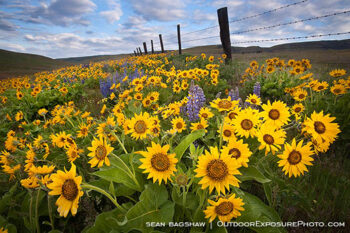 Dalles Mountain Flowers Stock Image, Columbia Gorge, Washington Dalles Mountain Flowers Stock Image, Columbia Gorge, Washington