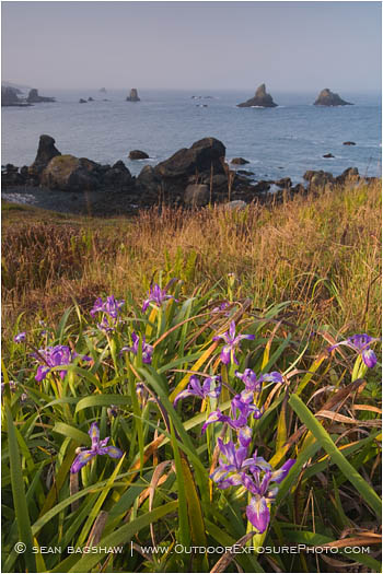 Wild Iris Stock Image Oregon Coast Wild Iris Stock Image Oregon Coast