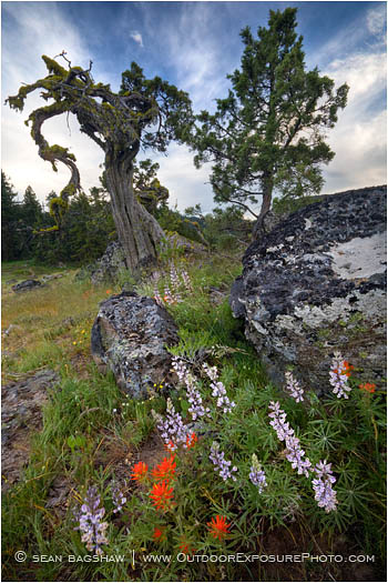 Soda Mountain Wildflowers 4 Stock Image Ashland, Oregon Soda Mountain Wildflowers 4 Stock Image Ashland, Oregon